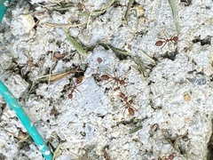 Oecophylla smaragdina