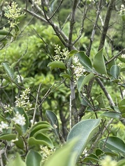 Ligustrum liukiuense