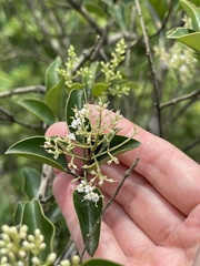 Ligustrum liukiuense
