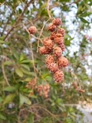 Conocarpus