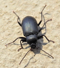 Hoplonyx