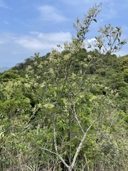 Ligustrum liukiuense