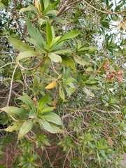 Conocarpus
