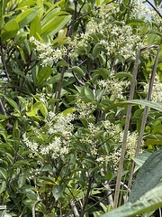 Ligustrum liukiuense