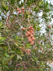 Conocarpus