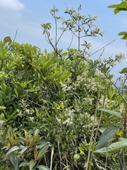Ligustrum liukiuense