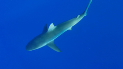 Carcharhinus galapagensis
