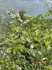 Ligustrum liukiuense