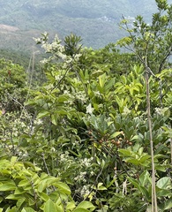 Ligustrum liukiuense