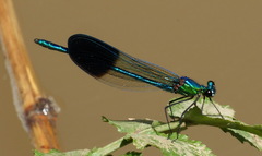 Calopteryx syriaca
