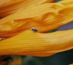 Bactericera cockerelli