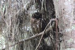Otus rutilus rutilus