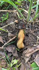 Morchella semilibera