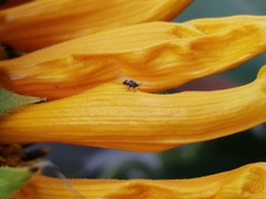 Bactericera cockerelli