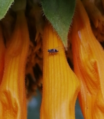 Bactericera cockerelli