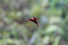 Gasteracantha versicolor