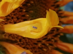 Bactericera cockerelli