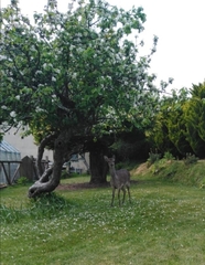 Cervus