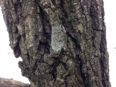 Hyperphyscia syncolla