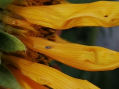 Bactericera cockerelli