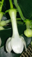 Stephanotis floribunda