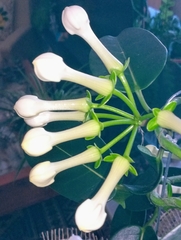 Stephanotis floribunda