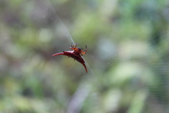 Gasteracantha versicolor