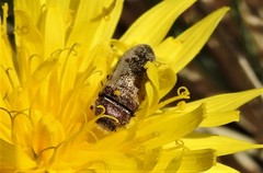 Acmaeodera pilosellae