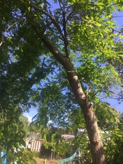 Gleditsia triacanthos inermis