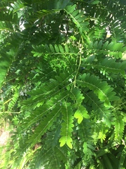Gleditsia triacanthos inermis