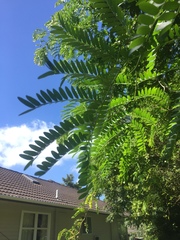 Gleditsia triacanthos inermis