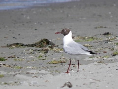 Chroicocephalus maculipennis