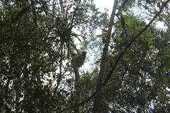 Propithecus diadema