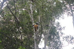 Propithecus diadema