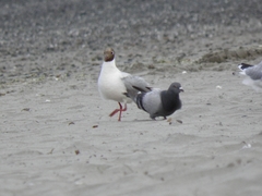 Chroicocephalus maculipennis