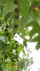 Platanus mexicana