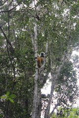 Propithecus diadema
