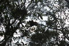 Propithecus diadema