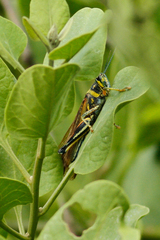Schistocerca melanocera
