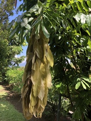 Brownea grandiceps