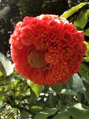 Brownea grandiceps