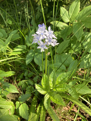 Hyacinthoides italica