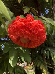 Brownea grandiceps