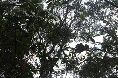 Propithecus diadema