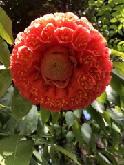 Brownea grandiceps