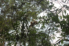 Propithecus diadema