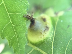 Phylloxera caryaefoliae