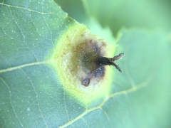Phylloxera caryaefoliae