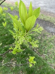 Chionanthus