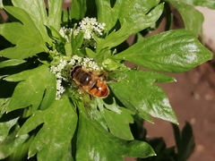 Eristalis tenax